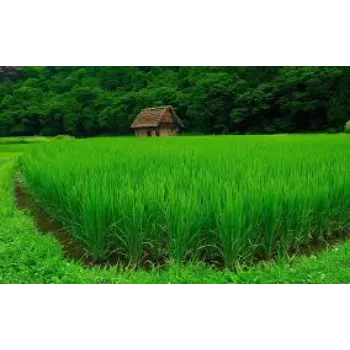 Best Natural Grass